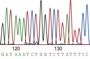 Phylogeny & The Importance Of DNA – Introductory Biology: Ecology ...