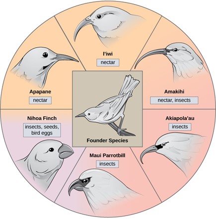closely related birds with different bills carved out by diet