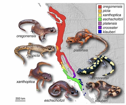salamanders of different species that are found nest to each other in nature and around a ring