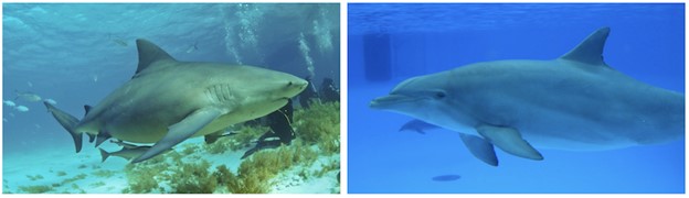 two species of aquatic animals with the same body form - one a shark and one a dolphin