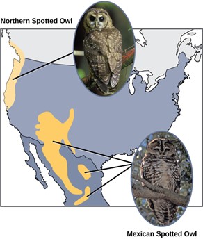 two species of owls found in two different parts of the country