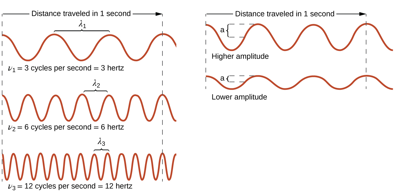 This figure includes 5 one-dimensional sinusoidal waves in two columns. The column on the left includes three waves, and the column on the right includes two waves. In each column, dashed vertical line segments extend down the left and right sides of the column. A right pointing arrow extends from the left dashed line to the right dashed line in both columns and is labeled, “Distance traveled in 1 second.” The waves all begin on the left side at a crest. The wave at the upper left shows 3 peaks to the right of the starting point. A bracket labeled, “lambda subscript 1,” extends upward from the second and third peaks. Beneath this wave is the label, “nu subscript 1 equals 4 cycles per second equals 3 hertz.” The wave below has six peaks to the right of the starting point with a bracket similarly connecting the third and fourth peaks which is labeled, “lambda subscript 2.” Beneath this wave is the label, “nu subscript 2 equals 8 cycles per second equals 6 hertz” The third wave in the column has twelve peaks to the right of the starting point with a bracket similarly connecting the seventh and eighth peaks which is labeled, “lambda subscript 3.” Beneath this wave is the label, “nu subscript 3 equals 12 cycles per second equals 12 hertz.” All waves in this column appear to have the same vertical distance from peak to trough. In the second column, the two waves are similarly shown, but lack the lambda labels. The top wave in this column has a greater vertical distance between the peaks and troughs and is labeled, “Higher amplitude.” The wave beneath it has a lesser distance between the peaks and troughs and is labeled, “Lower amplitude.”