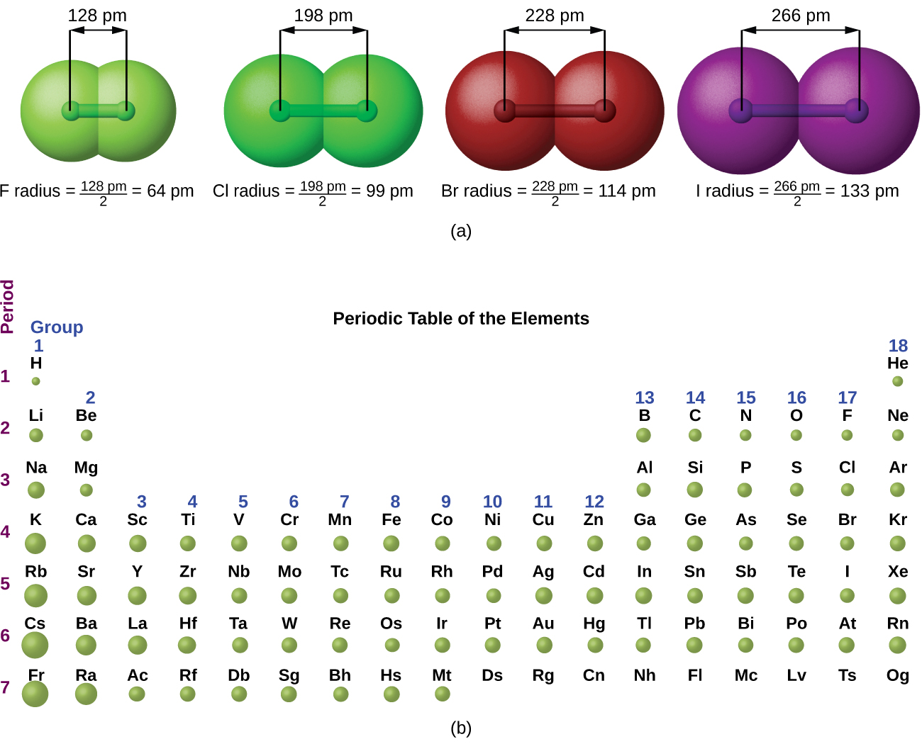 This figure has two parts: a and b. In figure a, four diatomic molecules are shown to illustrate the method of determining the atomic radius of an atom. The first model, in light green, is used to find the F atom radius. Two spheres are pushed very tightly together. The distance between the centers of the two atoms is indicated above the diagram with a double-headed arrow labeled “128 picometers (pm).” The end points of this arrow connect to line segments that extend to the atomic radii below. Beneath the molecule is the label, “F radius equals 128 pm divided by 2 equals 64 pm.” The next three models are similarly used to show the atomic radii of additional atoms. The second diatomic molecule is in a darker shade of green. The distance between the radii is 198 pm. Beneath the molecule is the label, “Cl radius equals 198 pm divided by 2 equals 99 pm.” The third diatomic molecule is in red. The distance between the radii is 228 pm. Beneath the molecule is the label, “Br radius equals 228 pm divided by 2 equals 114 pm.” The fourth diatomic molecule is in purple. The distance between the radii is 266 pm. Beneath the molecule is the label, “I radius equals 266 pm divided by 2 equals 133 pm.” In figure b, a periodic table layout is used to compare relative sizes of atoms, using green spheres. No spheres are provided for the noble or inert gas—group 18 elements. General trends noted are increasing circle size moving from top to bottom in a group, with a general tendency toward increasing atomic radii toward the lower left corner of the periodic table.