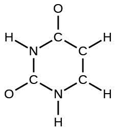 A Lewis hexagonal ring structure is shown. From the top of the ring (moving clockwise), three carbon atoms, one nitrogen atom, a carbon atom, and a nitrogen atom are single bonded to each another. The top carbon atom is single bonded to an oxygen atom. The second and third carbons and the nitrogen atom are each single bonded to a hydrogen atom. The next carbon atom is single bonded to an oxygen atom, and the last nitrogen atom is single bonded to a hydrogen atom.