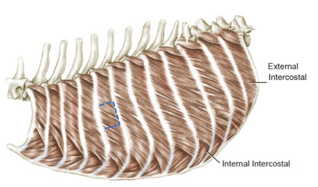 LAB 5 – Thoracic wall osteology, arthrology and myology – Unit 2 ...