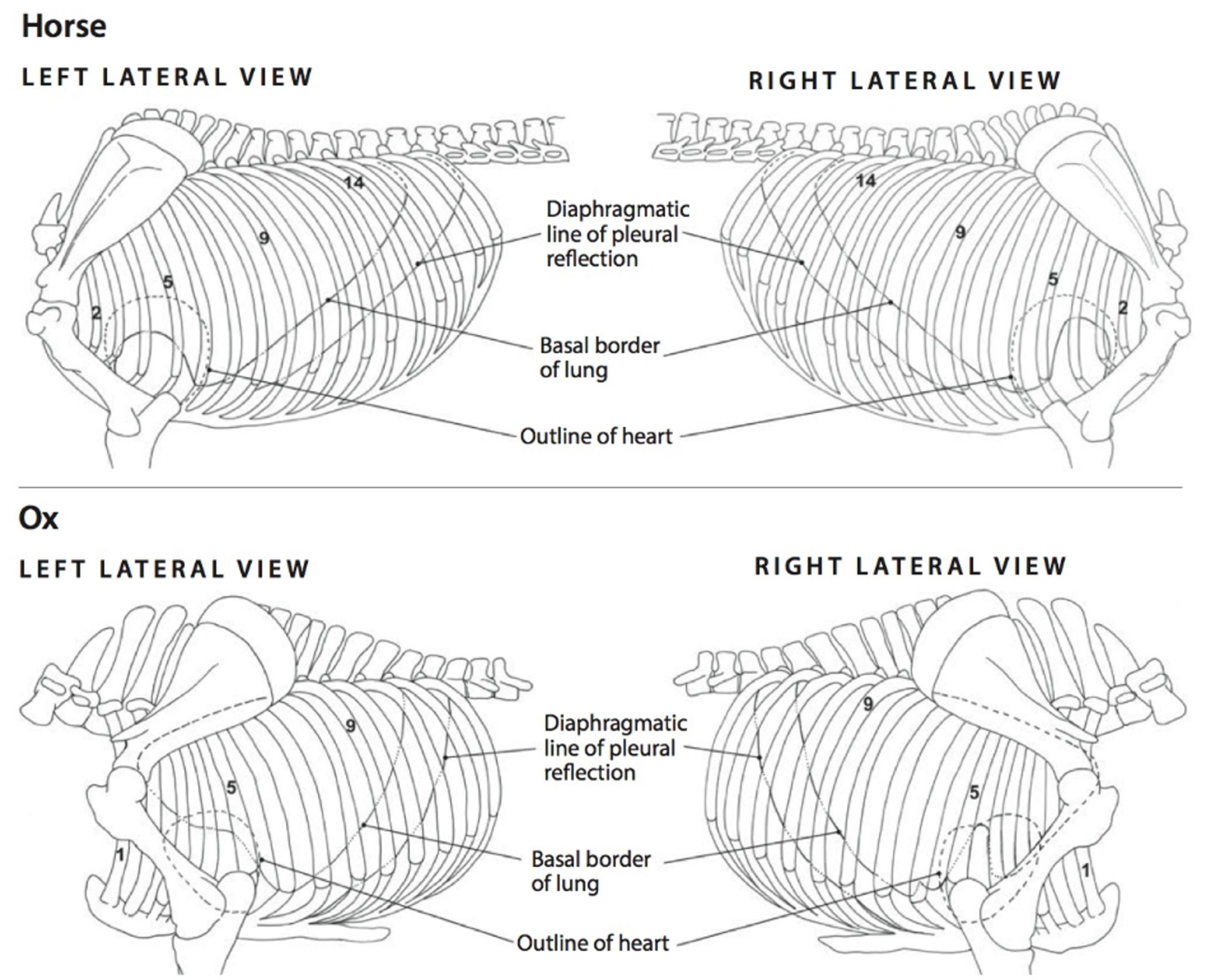 LAB 5 – Thoracic wall osteology, arthrology and myology – Unit 2 ...