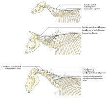 LAB 4 – Muscles and ligaments of the neck and back – Unit 2 ...