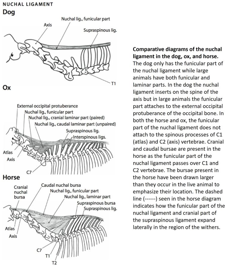 LAB 4 – Muscles and ligaments of the neck and back – Unit 2 ...