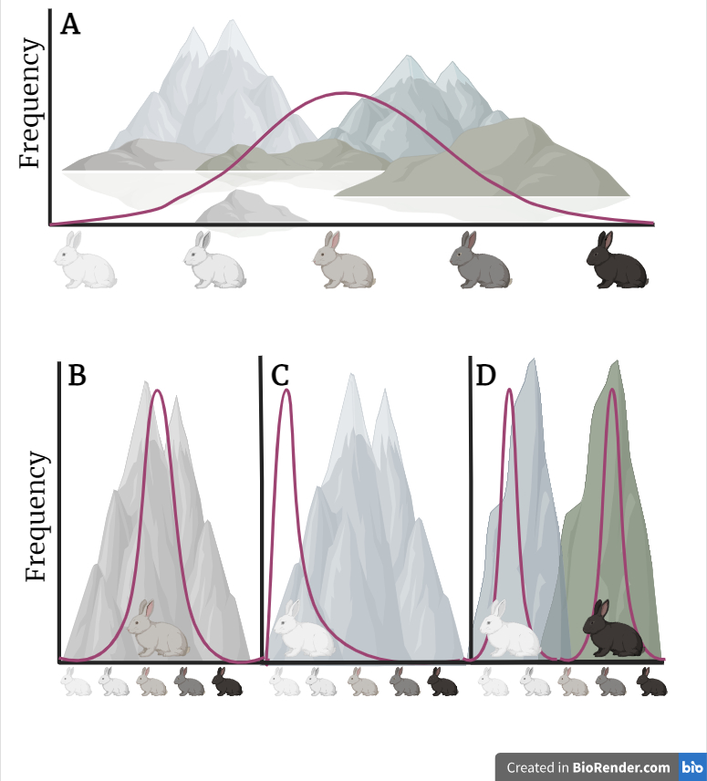 Rabbits with different coat colors experience different fitness and selection patterns depending on the color of their surroundings in a mountainous landscape.