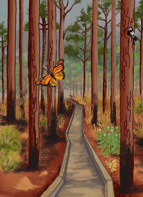 Digital illustration of a longleaf pine and pocosin landscape. Running through the forest is a boardwalk, and throughout the landscape are species associated with longleaf pine forest and pocosin ecosystems, including wiregrass, bayberry, red-cockaded woodpeckers, venus flytraps, milkweed, and monarch butterflies. The bases of many of the trees are burnt, and the ground bears the mark of fire. The rising sun can be seen through the trees and morning haze.