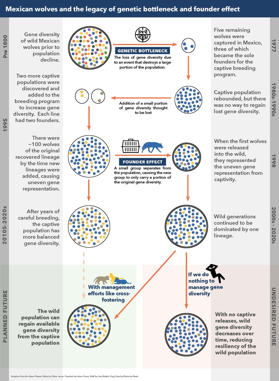 Conceptual timeline documenting a history of evolutionary processes and management interventions to conserve Mexican wolves