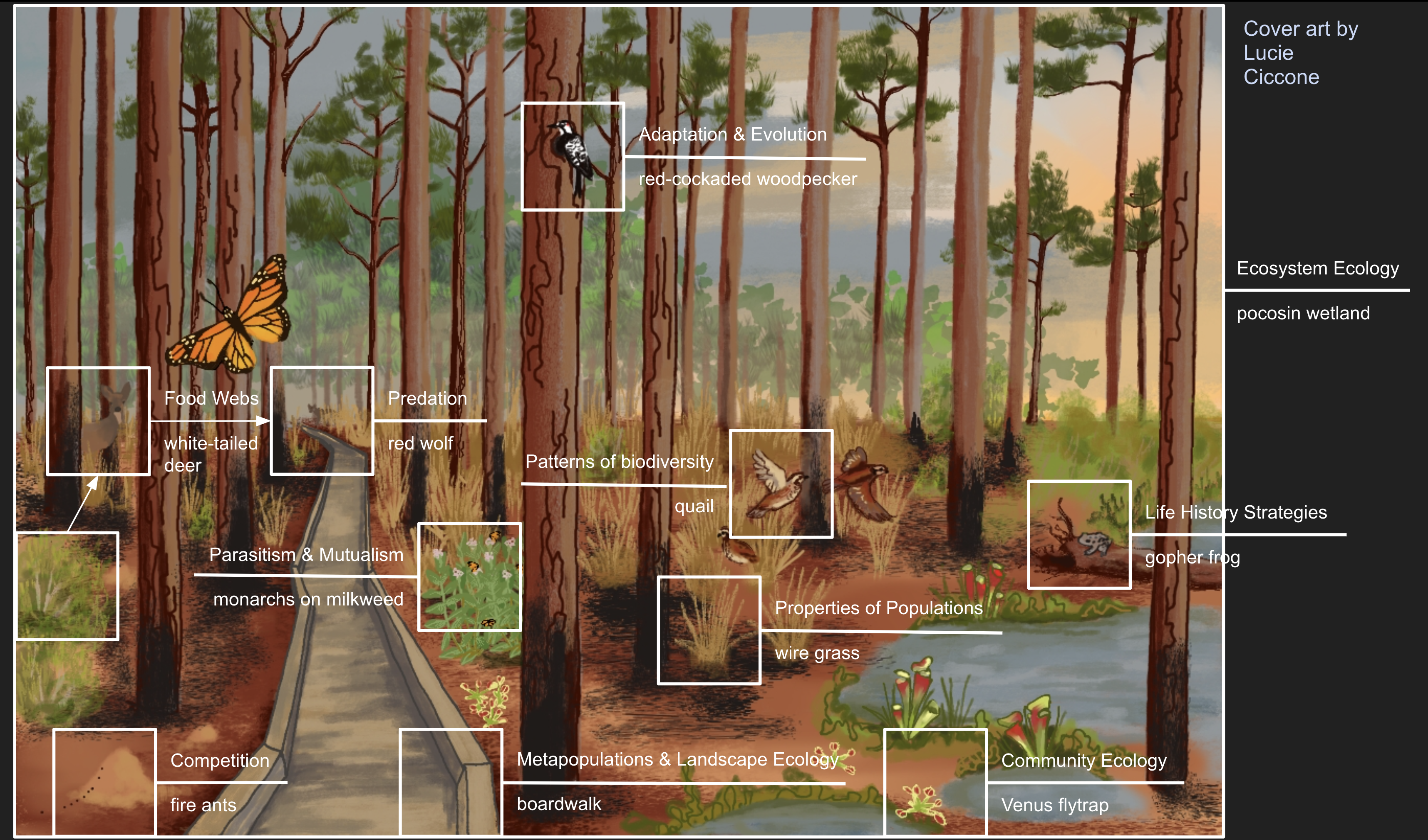 Digital illustration of a longleaf pine and pocosin landscape. Running through the forest is a boardwalk, and throughout the landscape are species associated with longleaf pine forest and pocosin ecosystems, including wiregrass, bayberry, red-cockaded woodpeckers, northern bobwhites, venus flytraps, pitcher plants, gopher frogs, milkweed, and monarch butterflies. The bases of many of the trees are burnt, and the ground bears the mark of fire. The rising sun can be seen through the trees and morning haze. The original image has been annotated with square outlines and labels to indicate which illustrated concept represents each chapter.