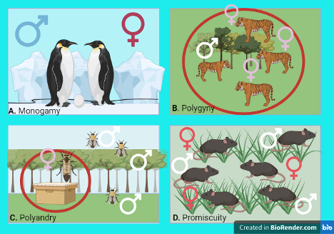 A visual comparison of monogamous versus polygamous mating strategies