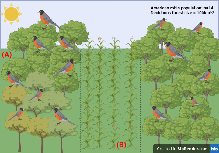 robins living in a forest that is interrupted by agricultural crops