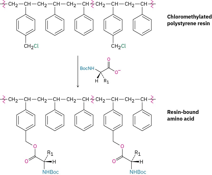 26.8 Automated Peptide Synthesis: The Merrifield Solid-Phase Method ...