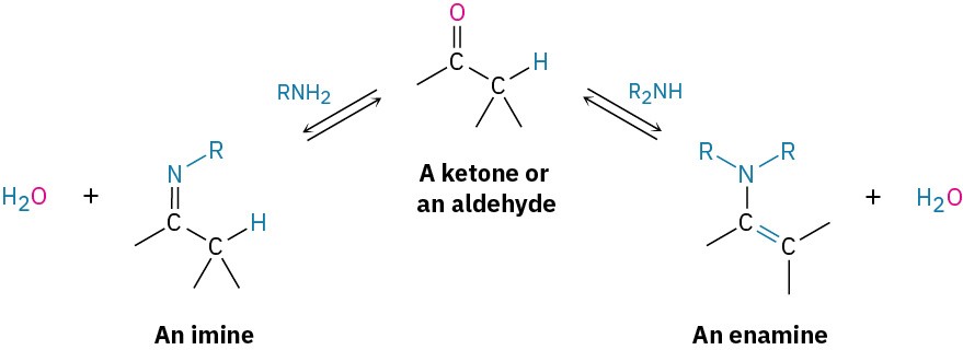 10.8 Nucleophilic Addition of Amines: Imine and Enamine Formation ...