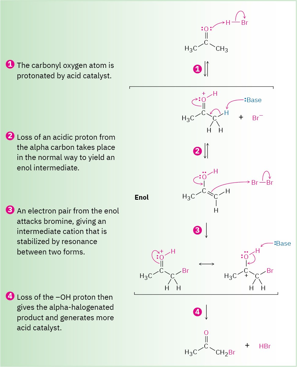 22.3 Alpha Halogenation of Aldehydes and Ketones – Organic Chemistry: A ...