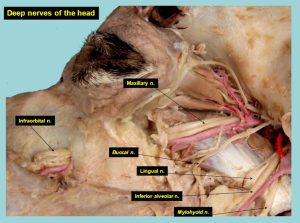 Deep nerves of the dog head