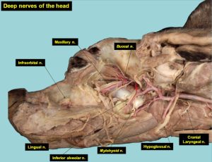 Deep nerves of the dog head