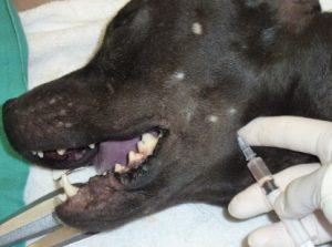 Inferior alveolar nerve block