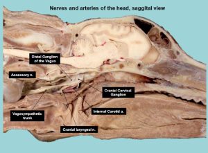 Medial nerves of the dog head