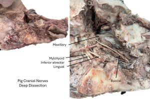 Deep dissection of the pig, showing the trigeminal nerve branches