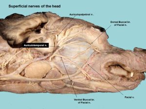 Superficial nerves of the dog head