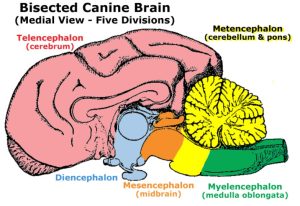 Canine brain showing the Five Embryonic Divisions: Telencephalon, Diencephalon, Mesencephalon, Metencephalon, and Myelencephalon.
