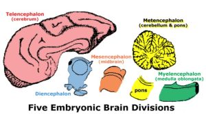 Five embryonic brain divisions: Telencephalon, Diencephalon, Mesencephalon, Metencephalon, and Myelencephalon.