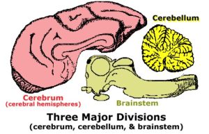 Three Major Divisions of the brain: Cerebrum, Cerebellum, and Brainstem.