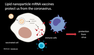 Lipid nanoparticle mRNA vaccine graphic from TEDTalk