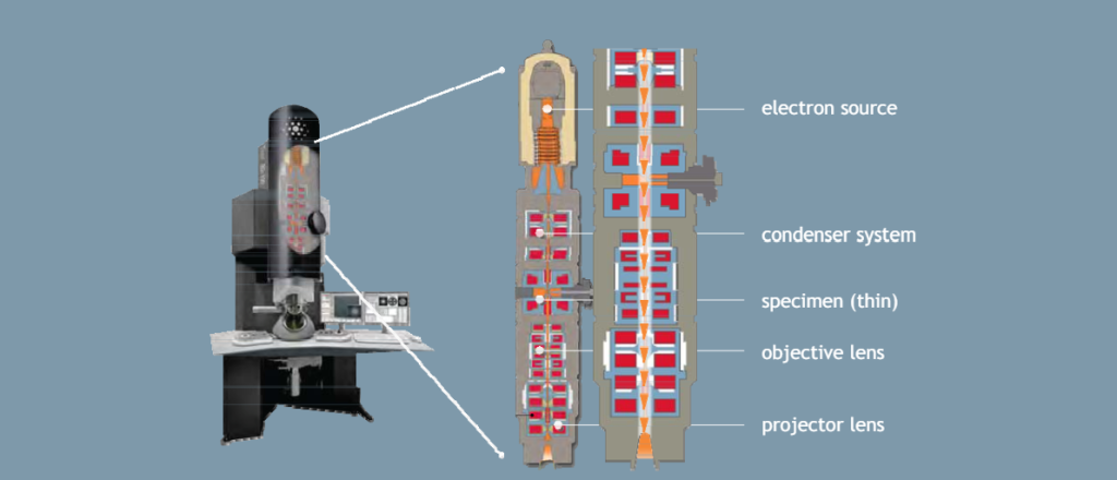 A transmission electron microscope is made up of these main parts: electron source, condenser system, specimen, objective lens, and projector lens.