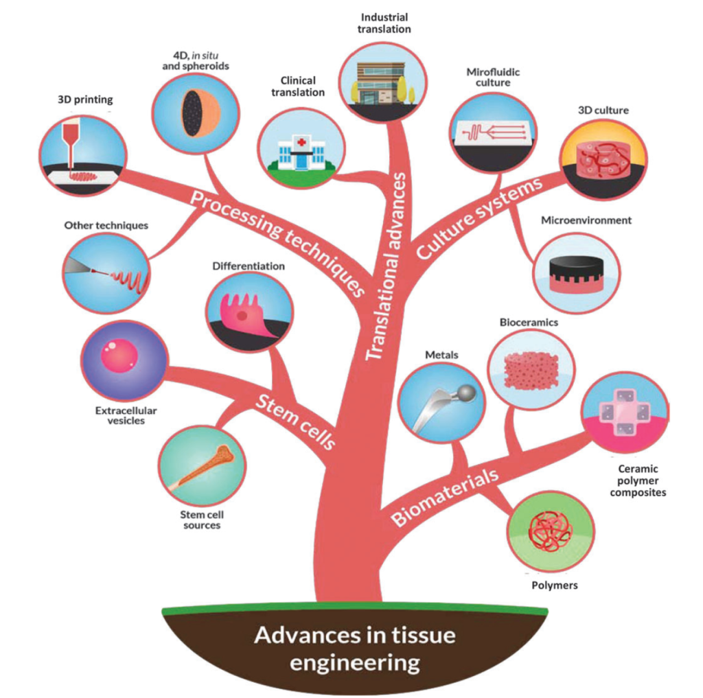 Advances in tissue engineering: stem cells, processing techniques, translational advances, culture systems, biomaterials