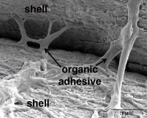 Zoomed in image of muscle, showing both sides of the shell, with the adhesive stretched out in the middle