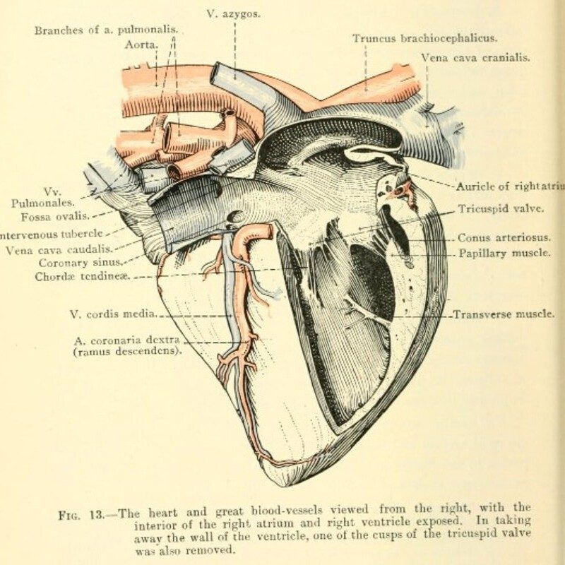 Cover image for Unit 4: Cardiovascular