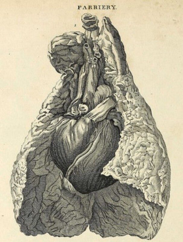 Cover image for Unit 5: Respiratory System