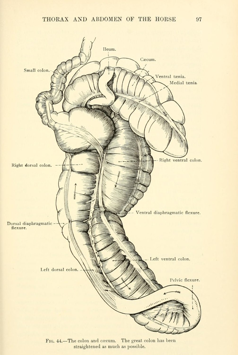 Cover image for Units 6 & 7: Alimentary & Urinary