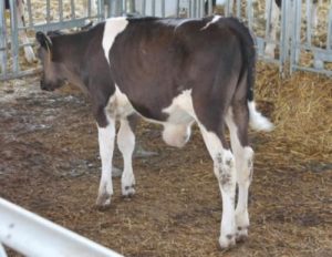Calf with mass on ventral abdomen
