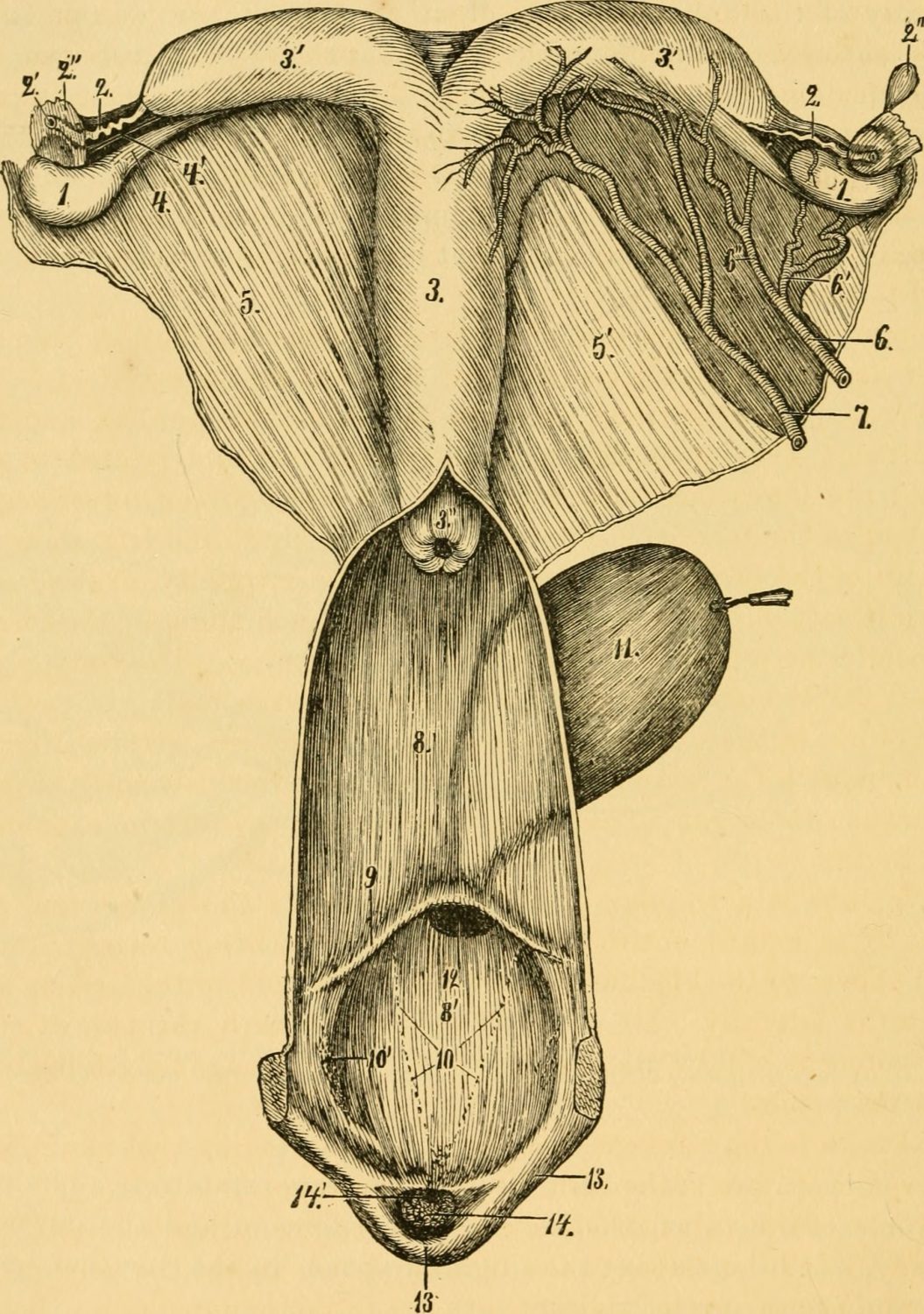 Cover image for Unit 8: Reproductive